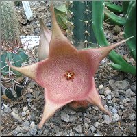 Stapelia 15 du jardin 1